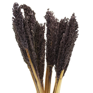 Black Cantal Grass