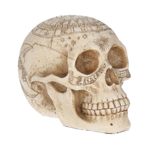Astrological Skull Engraved With The Zodiac Circle
